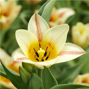 Tulip 'Quebec'